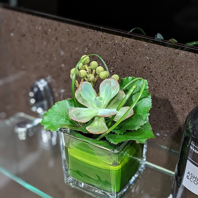 Beautiful succulent plant arrangement in a glass container at Jubilant Fields Floral Studio.