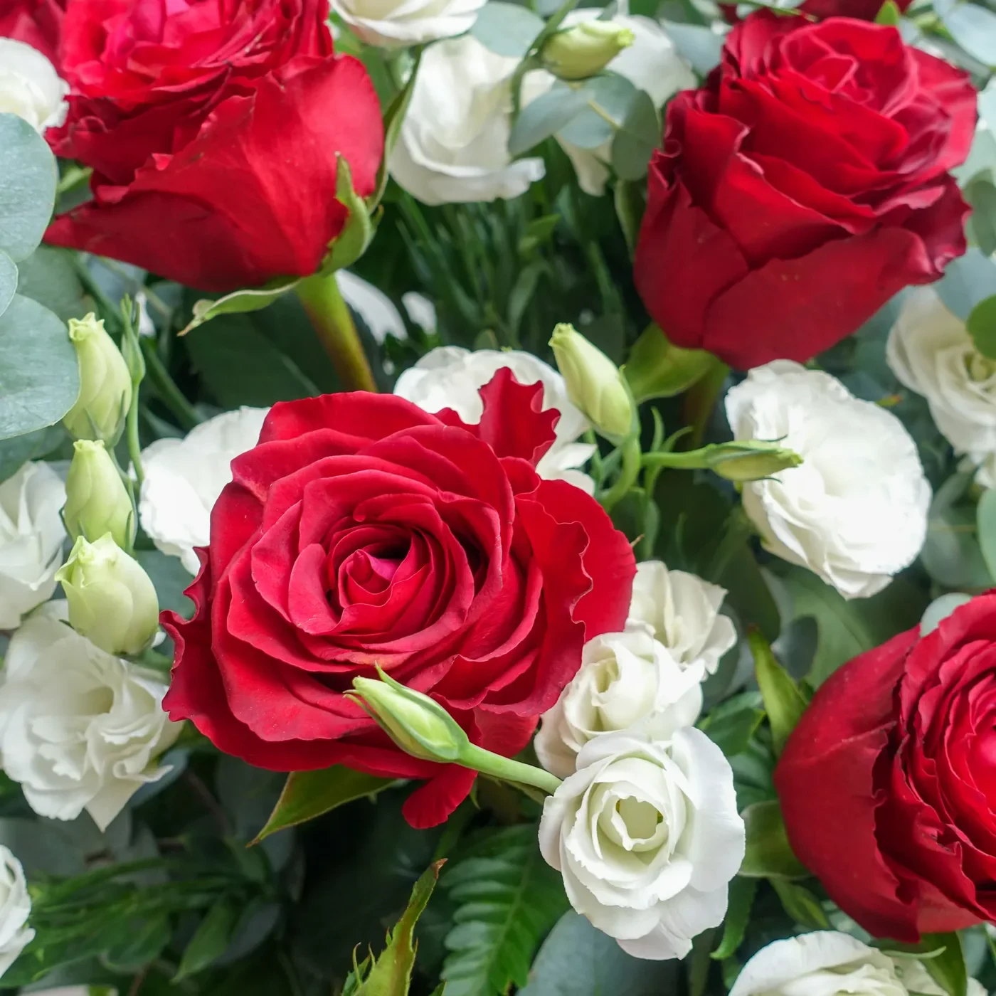 Beautiful red and white roses in a lush floral display. Perfect for expressing love and serenity.