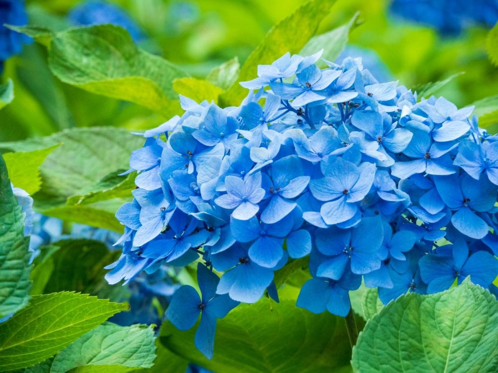 blue hydrangea flower meaning 1000x750 1